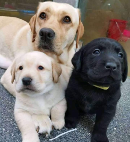 Labrador race pure