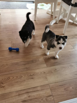 Chiots Husky Sibérien