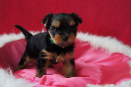 chiots yorkshire terrier
