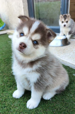 Chiot Pomsky