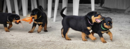 Chiots Rottweiler a Donner