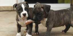 4 adorables chiots american staffordshire lof