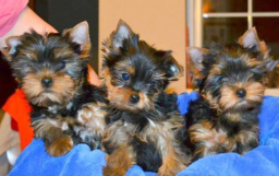 Splendides chiots yorkshire lof