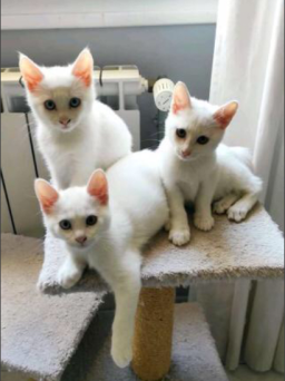 Magnifique chatons BENGAL à adopter