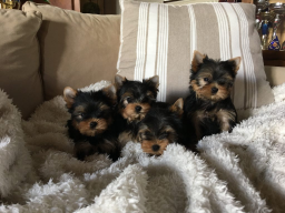adorables chiots Yorkshire