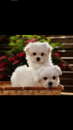 Chiots Bichon Maltais
