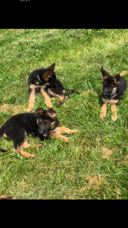 Chiots berger allemand