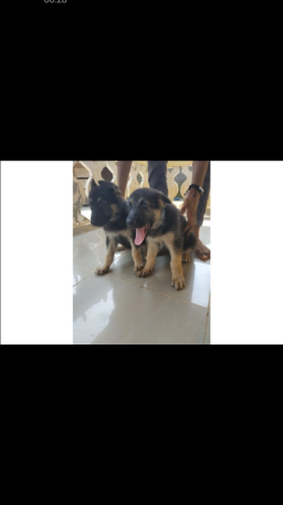 Chiots berger allemand disponibles