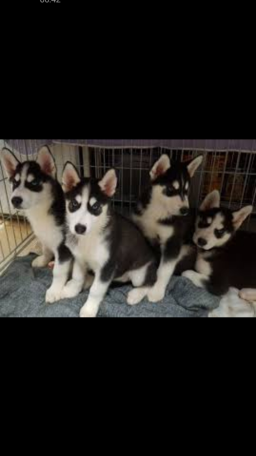 Chiots husky sibérien