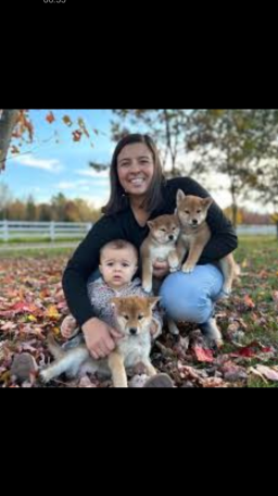 Chiots Shiba Inu Mâle Et Femelle