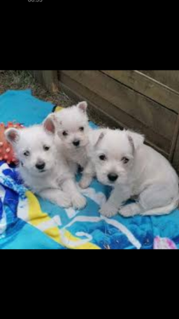 Chiots Westie