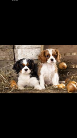 Chiots cavalier king Charles