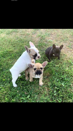 Chiots bouledogue français