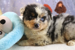 Chiots Bergers Australien à réserver