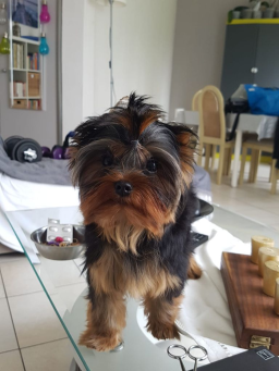 Adorables chiots Yorkshire disponibles