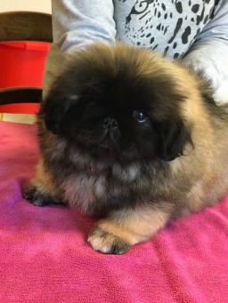 Magnifiques Chiots Pekino à Vendre