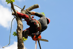 Entretien professionnel de votre jardin