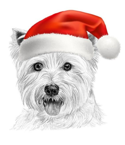 Chiot femelle Westie, Yorkshire ou Beagle à ACHETER
