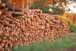 Bois de chauffage à bucheronner sur place