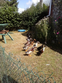 À vendre : Canards Coureurs Indiens