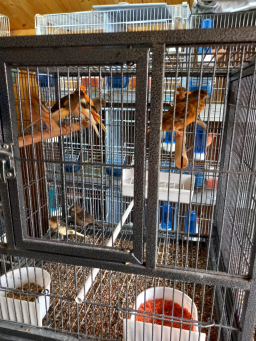 Canaris de couleurs à vendre