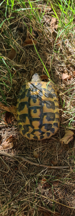 Tortue d'Hermann : Compagnon paisible et fascinant