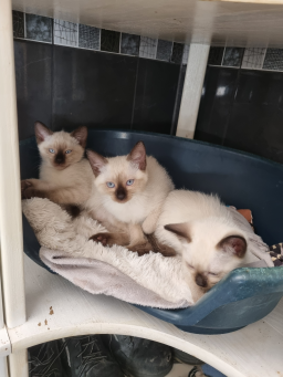 Chatons siamois