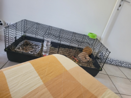 Caisse pour animaux