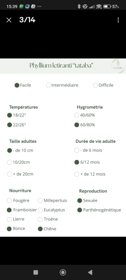 30 Oeufs de Phasme Feuille Letiranti "Tabata"
