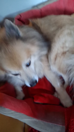 Garde de chiens à Lullin