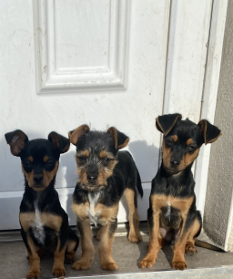 Vente de trois chiots croisés Pinscher à Vigneux-sur-Seine
