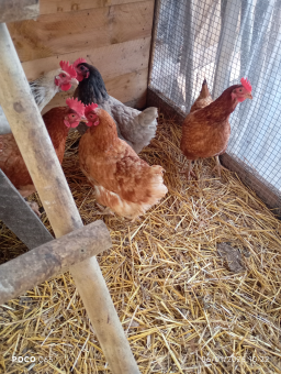Poules pondeuses à vendre
