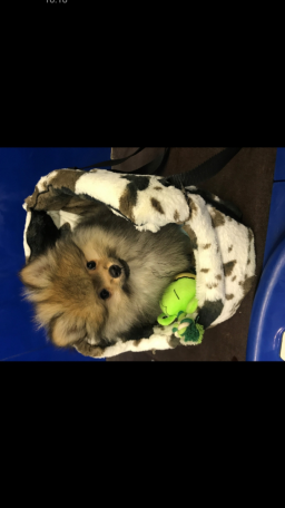 Femelle Spitz nain pour adoption