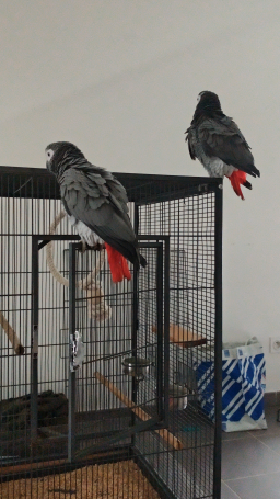 Coupe de gris du Gabon.