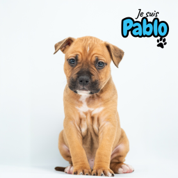 Chiots American staff