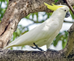 Recherche Perroquet Gris du Gabon ou Cacatoès