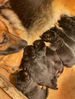 Chiots Berger Allemand à Vendre