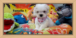 Chiots Morkies (bichon maltais x yorkshire)
