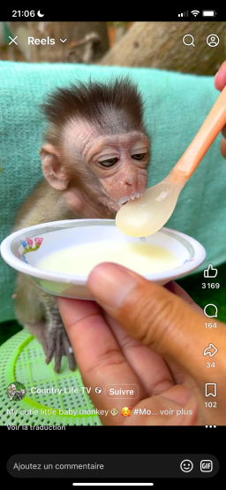 Bébé, singe, capucin