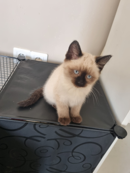 Chatons siamois disponibles