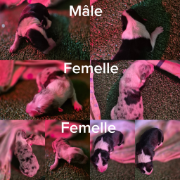 Chiots Border Collie disponibles à l'adoption