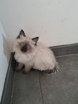 Chatons ragdoll
