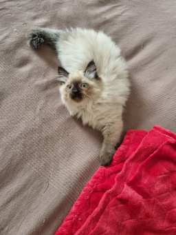 Chatons Ragdoll femelle