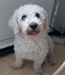 CHECHE DON BICHON FRISE OU RESSENBLANT