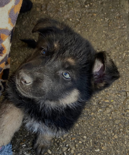Bergers Allemands à Vendre