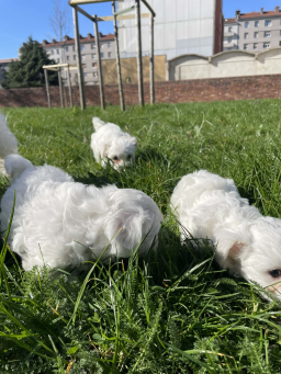 Adorable Bichon Maltais à vendre