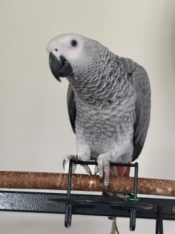 Perroquet Gris du Gabon à vendre