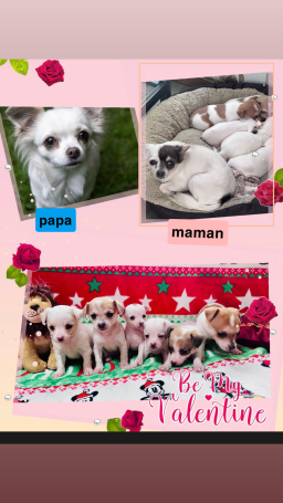 Adorables chiots chihuahuas à vendre