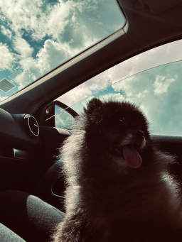 Cession de Spitz nain Poméranien mâle,