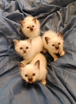 Chatons Sacré de Birmanie à réserver